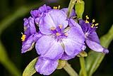 Spiderwort April 10 2022